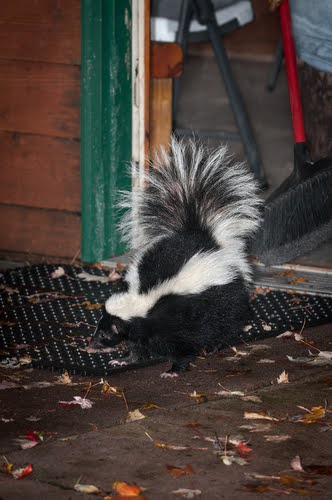 Skunk 3