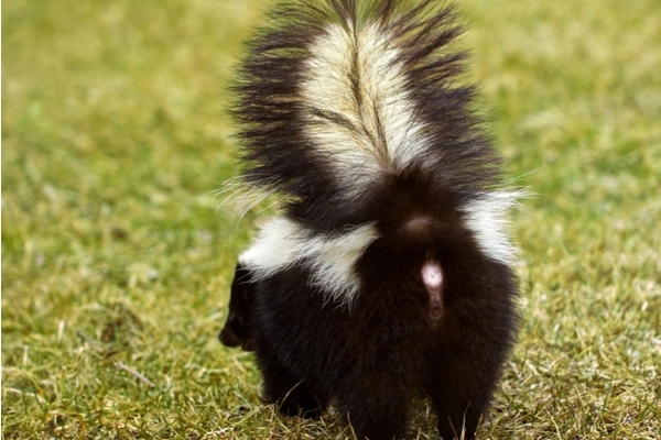 Is There A Skunk Near My House Varment Guard Wildlife Services