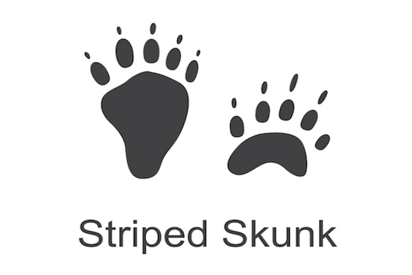 Skunks have five long, plump, clawed toes on each of their four feet