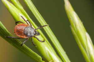 ticks are a problem during the summer in Ohio