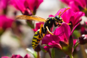wasps and bees come to Ohio in the summer