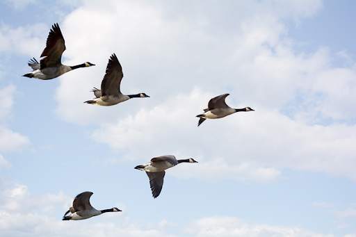 Geese flying in a "V" formation