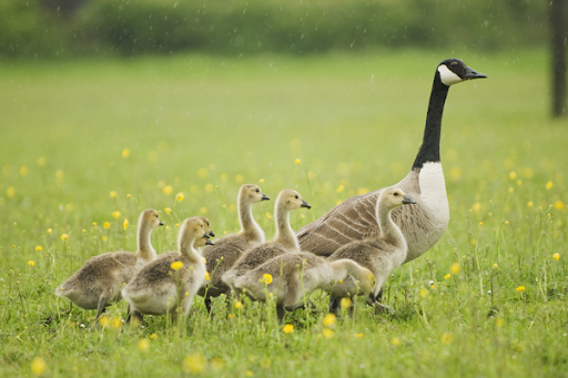Canada goose with her goslings