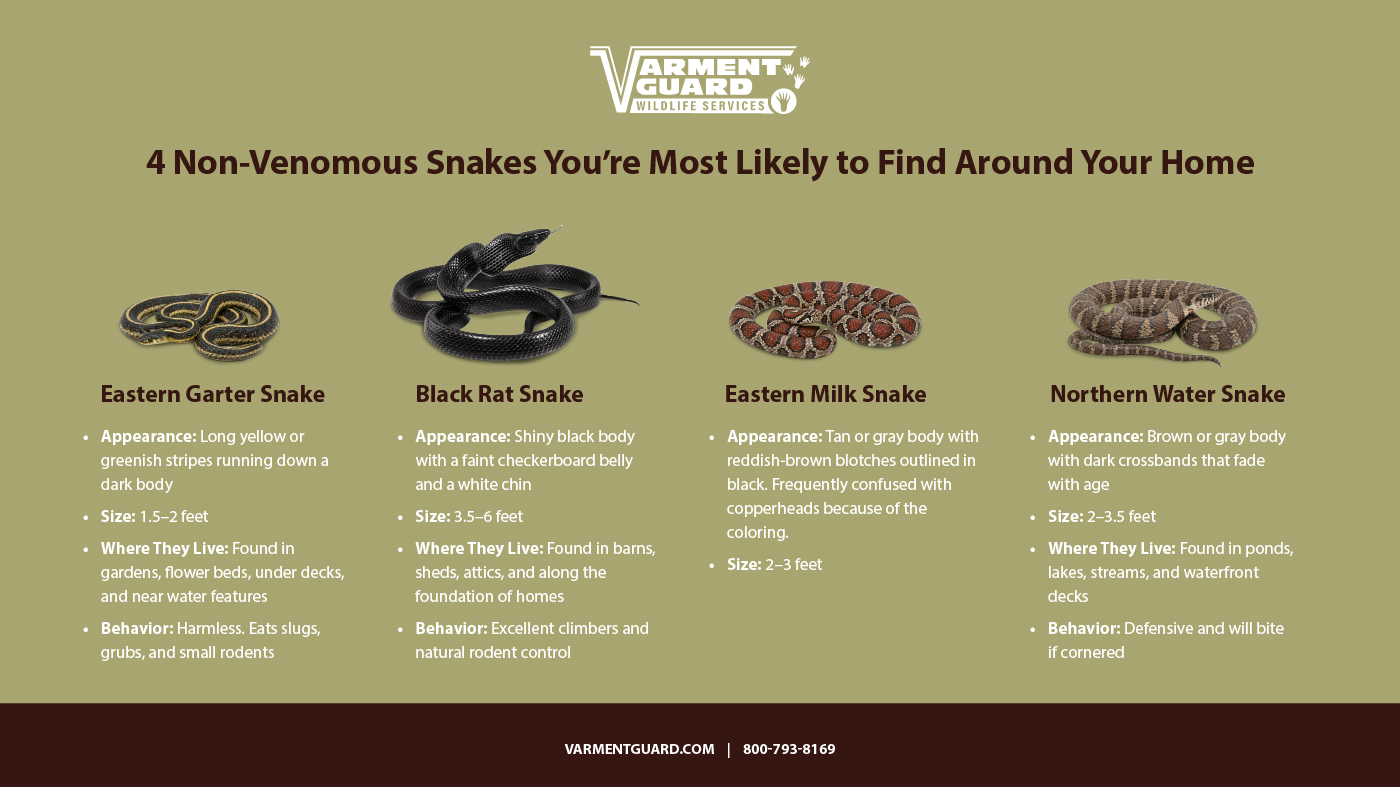 Vg 4 Snakes Info R1 01 (1)