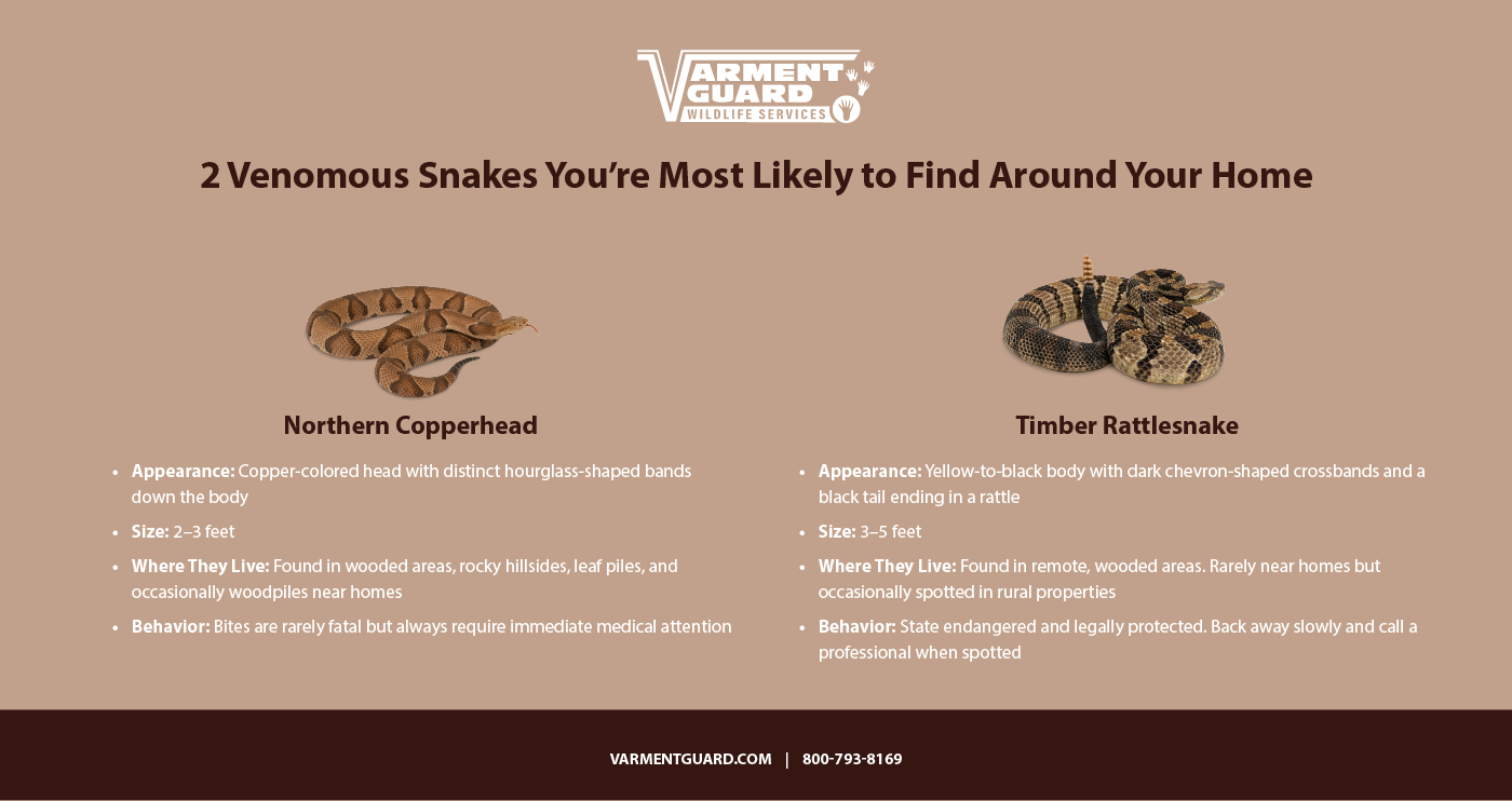 Vg 4 Snakes Info R1 02 (1)