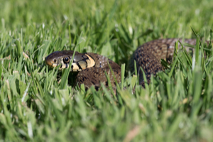 why are snakes near my home?