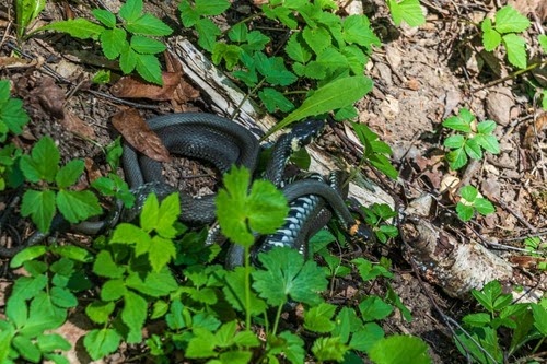 Snakecontrol1