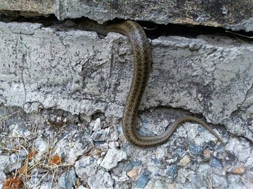 Snakecontrol2