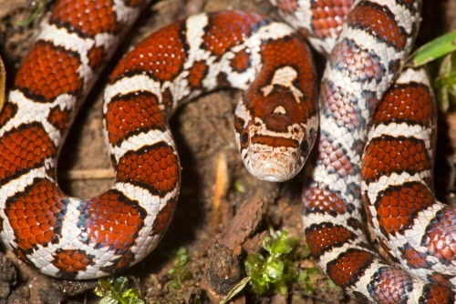 Snakecontrol5