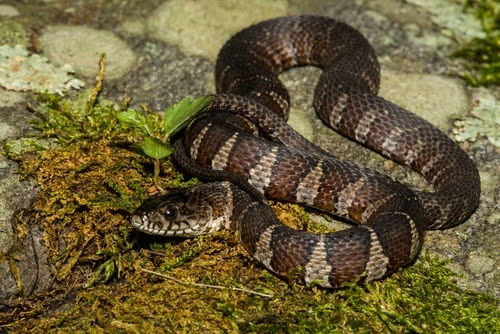 Snakecontrol6