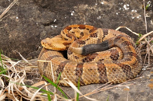 Snakecontrol8