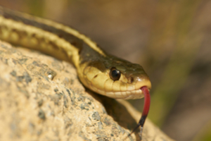 Hot weather is waking B.C. snakes from their slumber. Here's how to  identify them