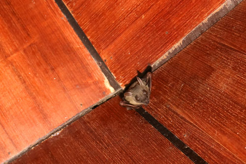 Batblog1