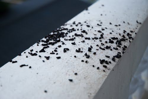 Batguano