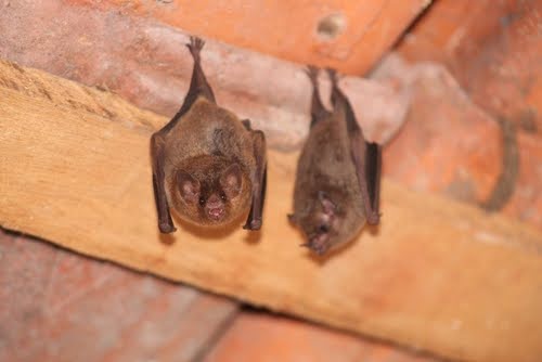 Commonpests3