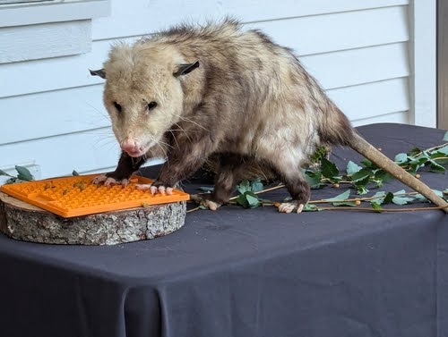 Commonpests5