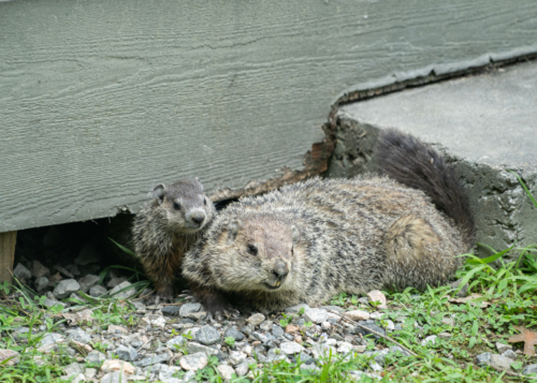 Groundhog1