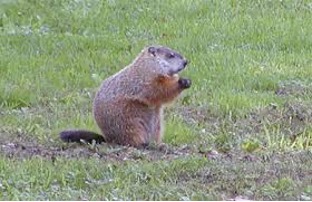 How to Humanely Deter Groundhogs From Your Yard - Varment Guard