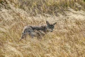 Clear out coyote hiding places