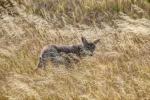 Coyote In Wild