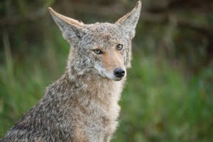 Coyote Sitting Among Grass