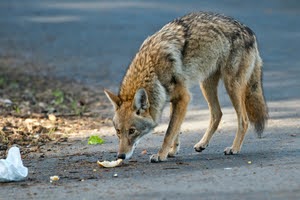 Coyote Smelling Human Food Waste