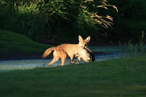 Wild Coyote Holding Prey