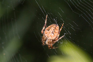 arabesque spider 