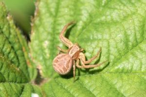 crab spider