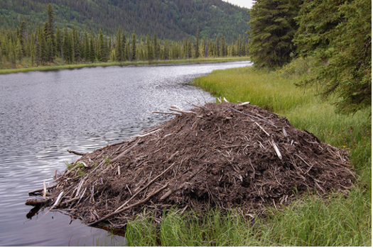 Beavers Dam