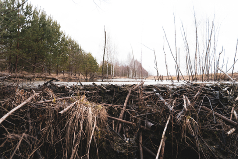How Do You Remove a Beaver Dam? - Varment Guard Wildlife Services