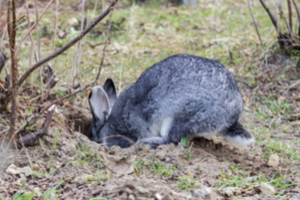 How Do Animals Deal with Hot Weather? - Varment Guard Wildlife Services