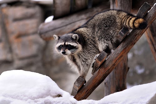 Raccoon On Wood Railing