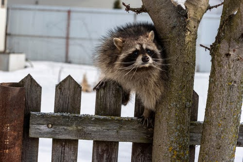 Raccoon2