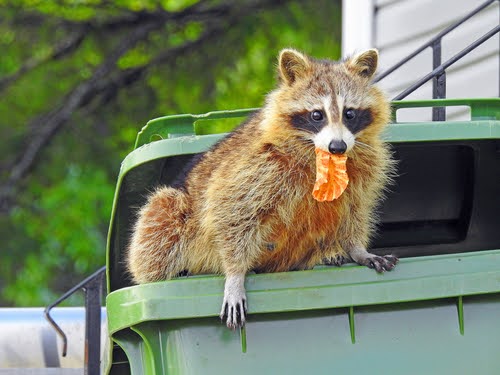 Raccoon In Garbage