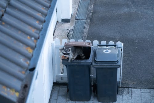 Raccoons In Garbage