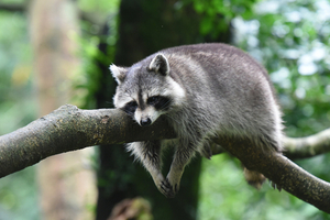 Raccoons are nature's masked bandits
