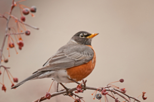 American robin