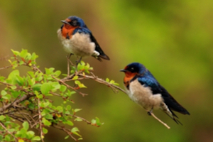 barn swallow