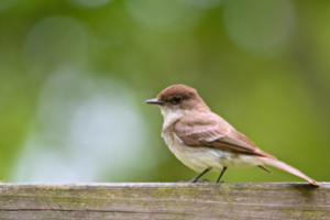 eastern phoebe