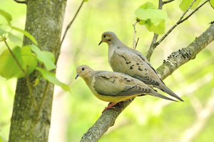 mourning dove