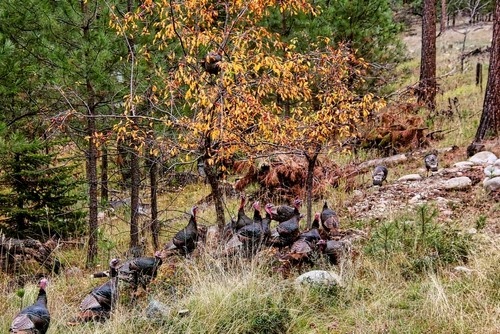 Wildturkeysinyard