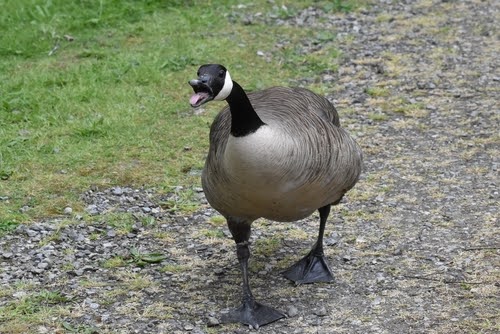 Goose1