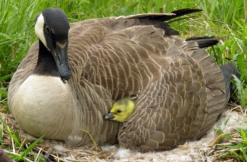 Goose2