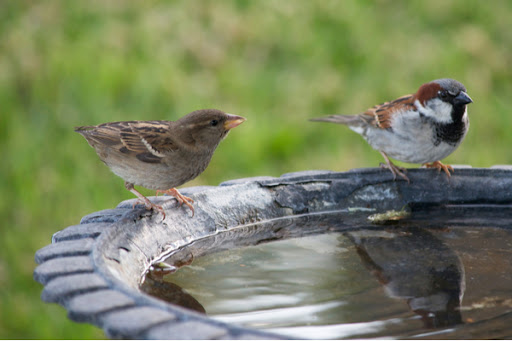 Sparrows at a bird bath during summer