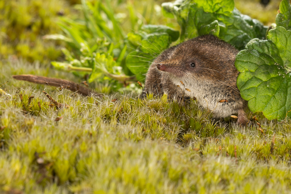 What Is A Shrew? - Varment Guard Wildlife Services