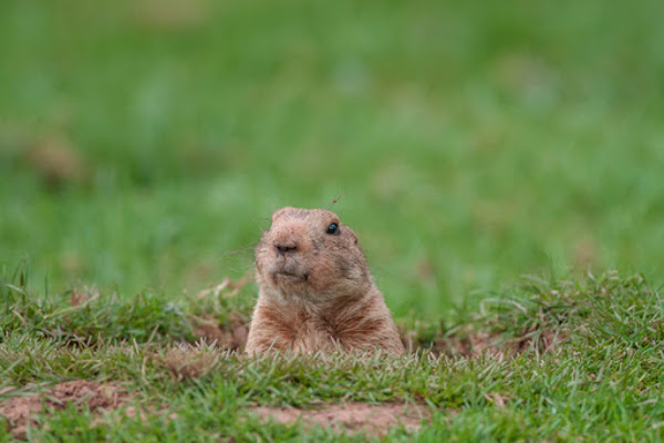 Why do groundhogs wake up in spring?