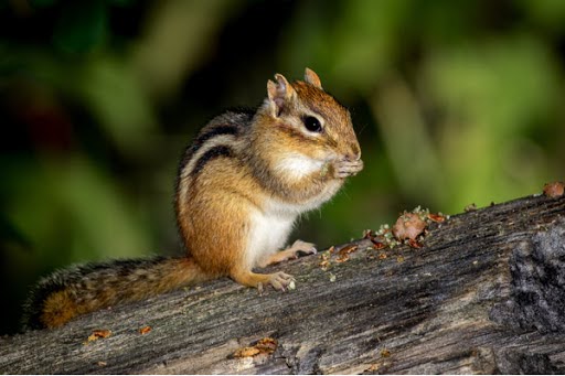 Chipmunk On Branch