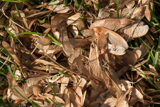 Dried-out Box elder seeds fallen to the ground in a yard