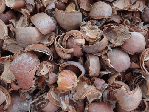 Nuts Chipmunk Food